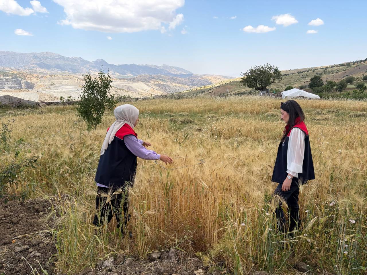sirnakta-bugday-ve-arpa-tarlalarinda-verim-tespit-calismalari-suruyor-1.jpg