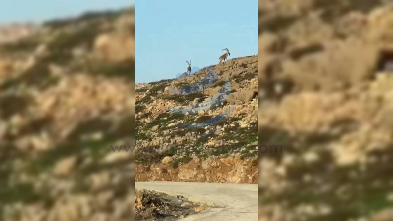 cudi-dagi-zirvesinde-yaban-kecileri-goruntulendi.jpg
