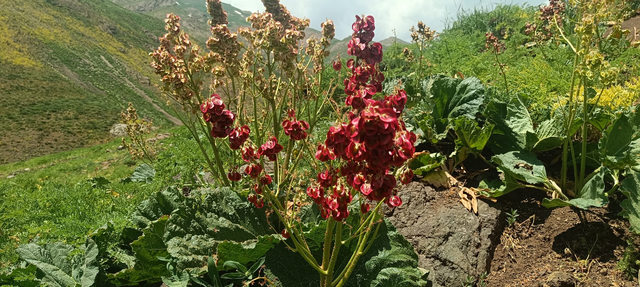 889146c6-f17a-4942-95de-a3f81d06d4a8.jpg