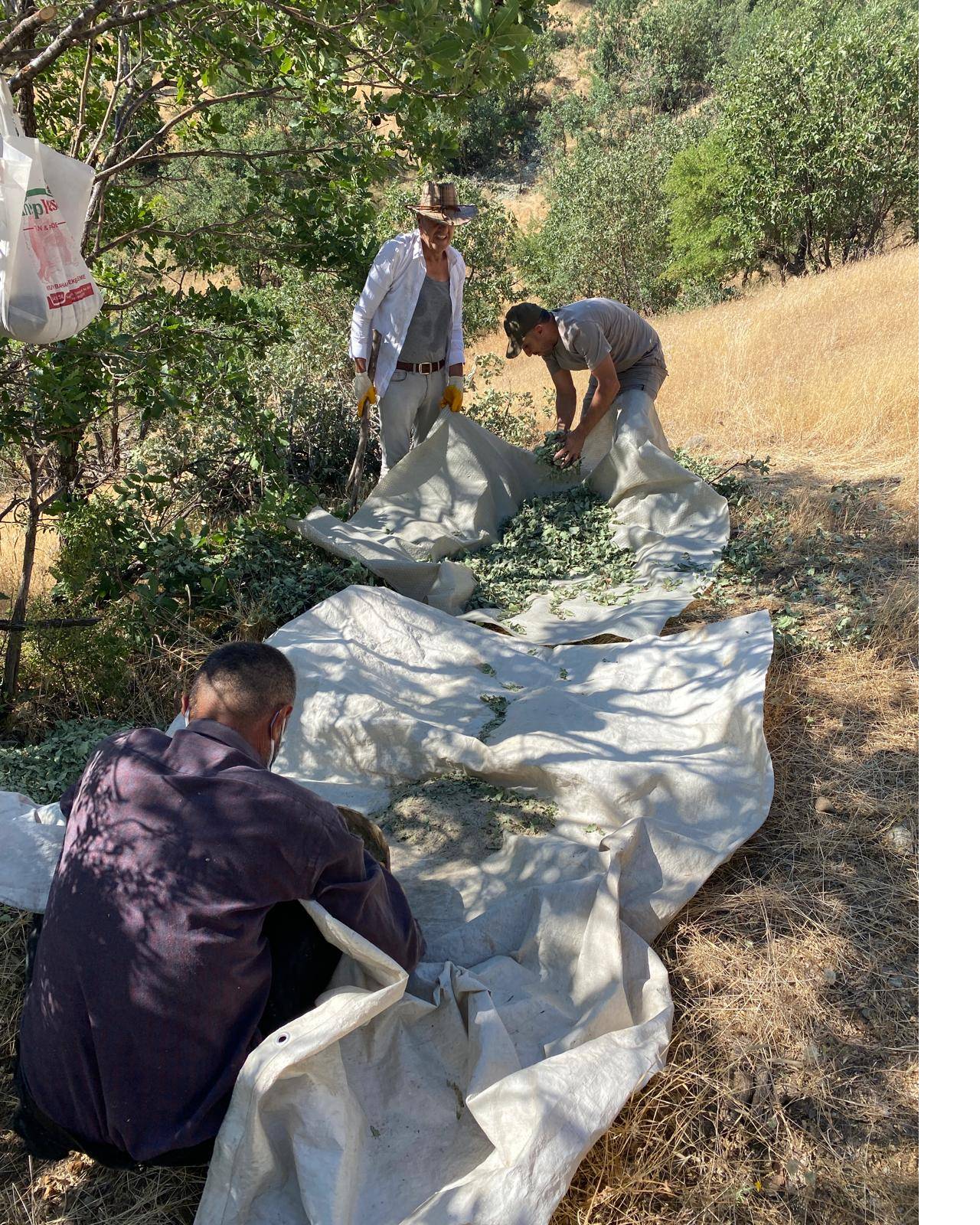gezu-kudret-helvasi-daglardan-bereket-fiskirdi-sirnakta-kilosu-3-bin-tlden-alici-buluyor-3.jpeg