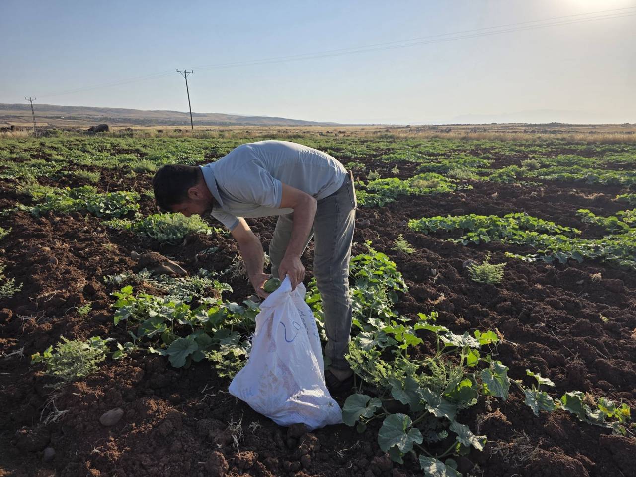 rnakta-meshur-acurunda-hasat-heyecani-basladi3.jpg