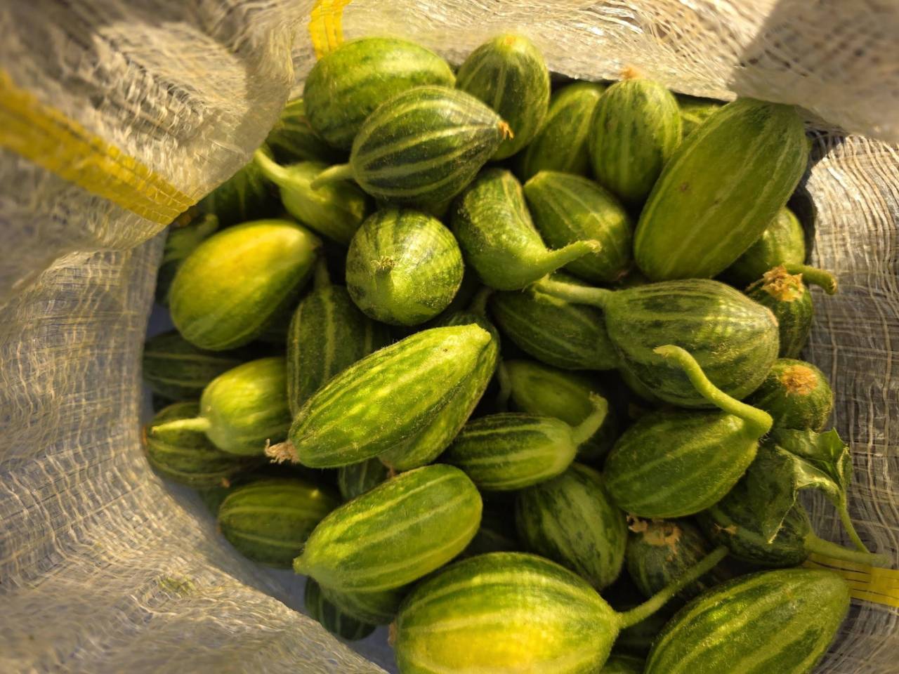 rnakta-meshur-acurunda-hasat-heyecani-basladi5.jpg