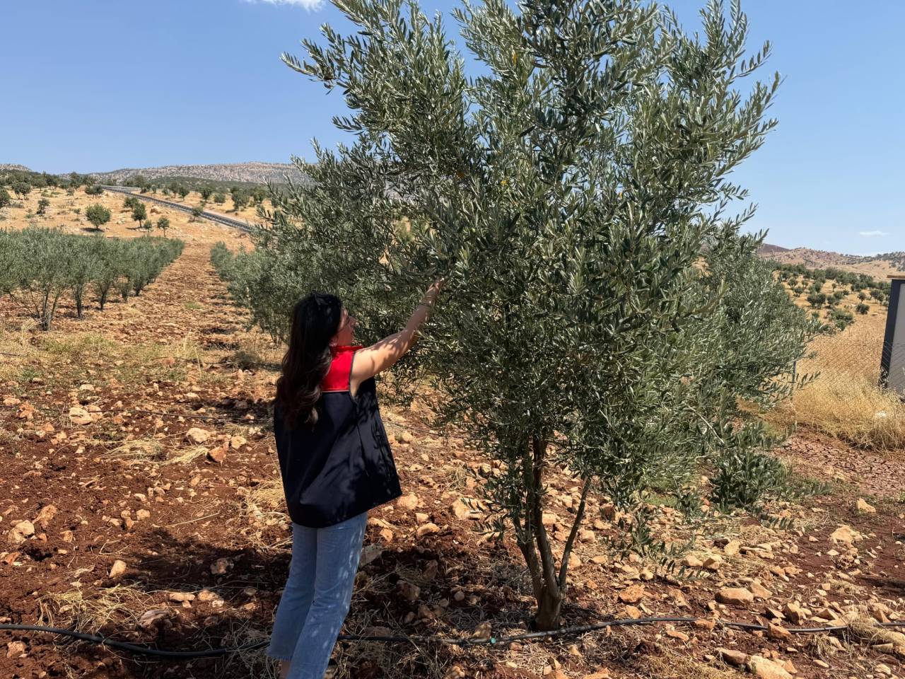 sirnakta-zeytin-bahcelerinde-hasar-tespit-calismalari-baslatildi3.jpeg