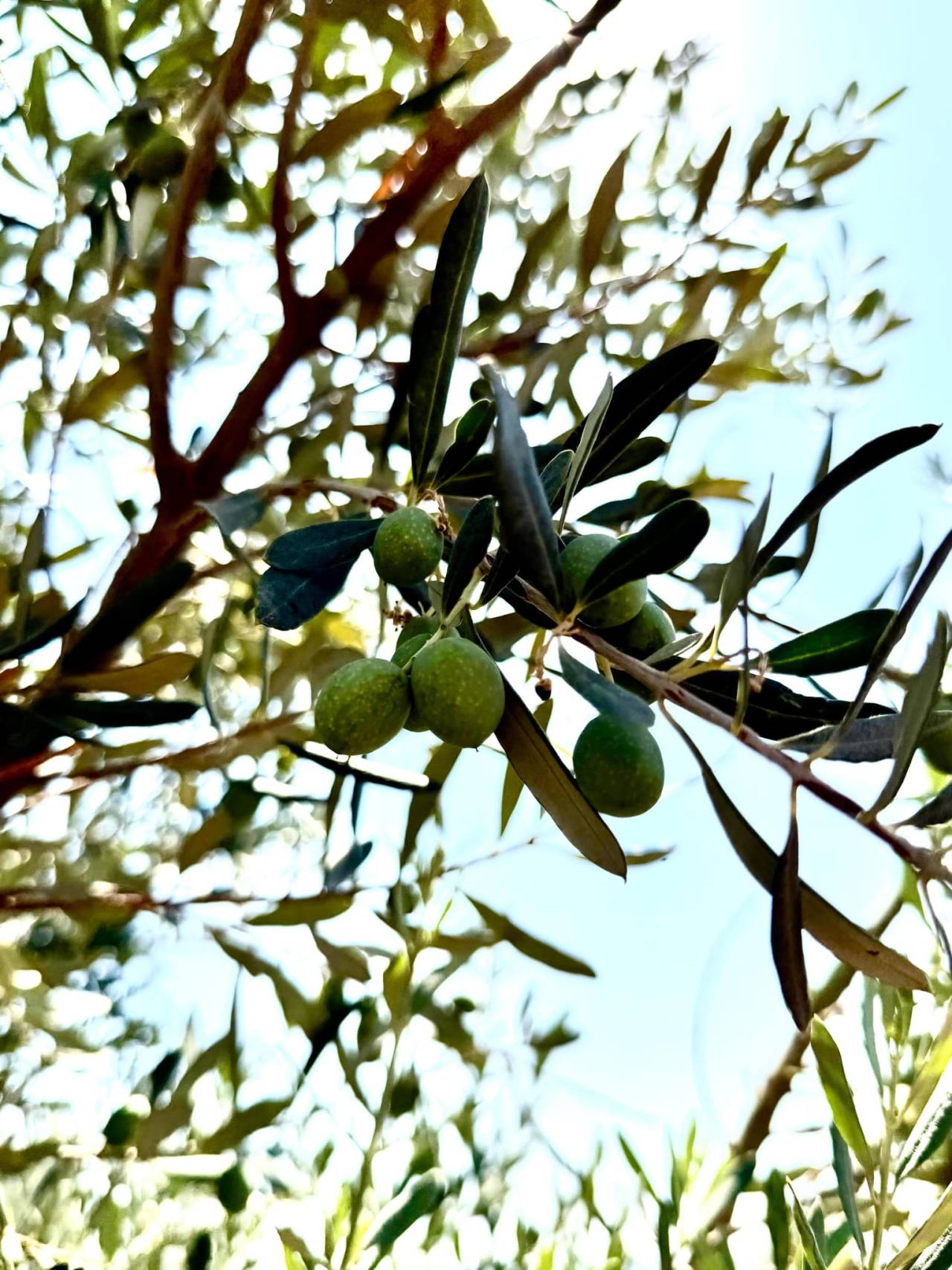 sirnakta-zeytin-bahcelerinde-hasar-tespit-calismalari-baslatildi4.jpeg
