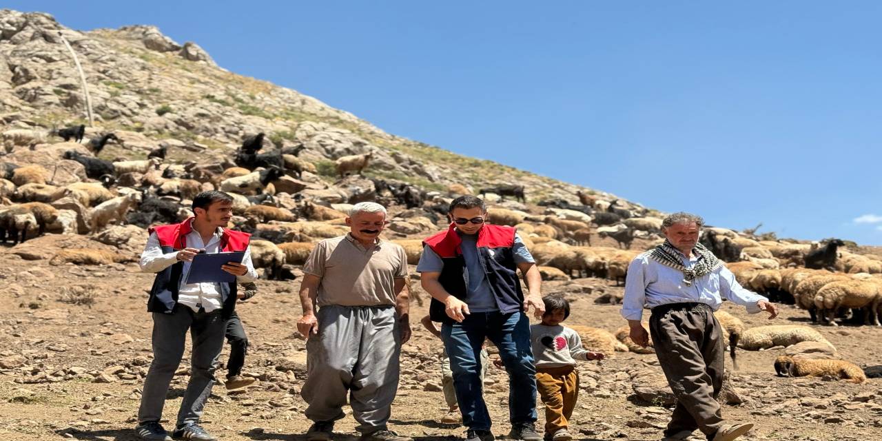 rnak-yaylalarinda-hayvan-sagligi-calismalari-suruyor.jpeg