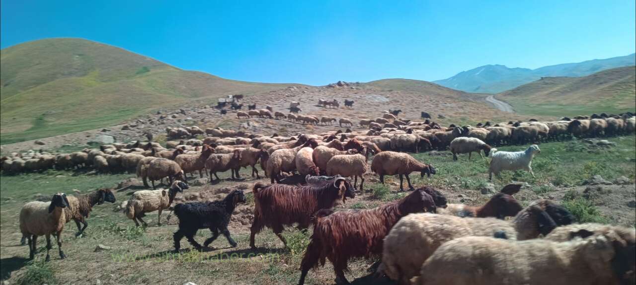 sirnak-daglarinda-zorlu-goc-mesaisi-gocerlerin-kislaklara-uzanan-yolculugu-basliyor