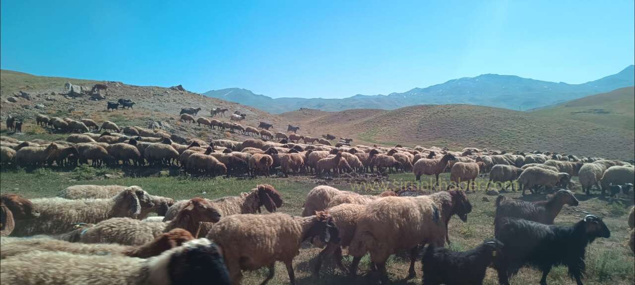 sirnak-daglarinda-zorlu-goc-mesaisi-gocerlerin-kislaklara-uzanan-yolculugu-basliyor
