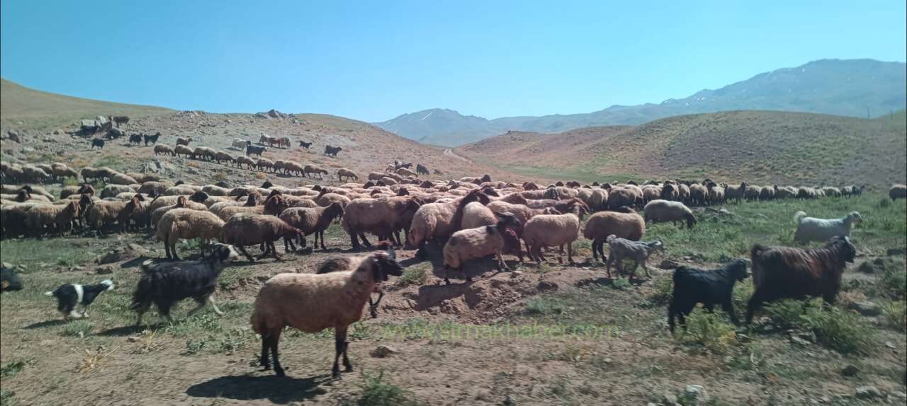 sirnak-daglarinda-zorlu-goc-mesaisi-gocerlerin-kislaklara-uzanan-yolculugu-basliyor