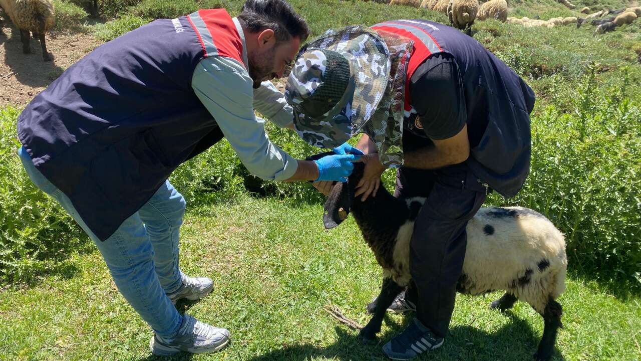 sirnak-il-tarim-ve-orman-mudurlugu-ekipleri-kent-genelindeki-yaylalarda-hayvan-sagliginin-korunmasi-ve-yetistiricilerin-desteklenmesi-amaciyla-saha-calismalarini-surduruyor