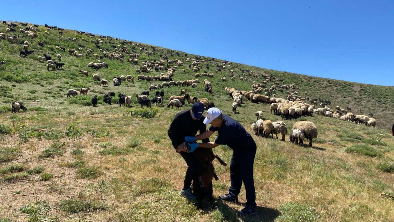 sirnak-il-tarim-ve-orman-mudurlugu-ekipleri-kent-genelindeki-yaylalarda-hayvan-sagliginin-korunmasi-ve-yetistiricilerin-desteklenmesi-amaciyla-saha-calismalarini-surduruyor