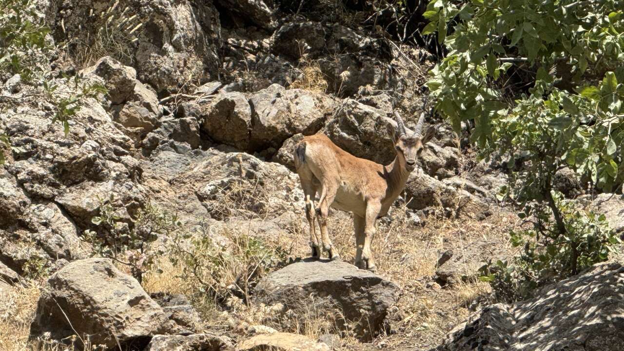 sirnakta-essiz-goruntuler-nesli-tehdit-altindaki-dag-kecileri-yola-indi