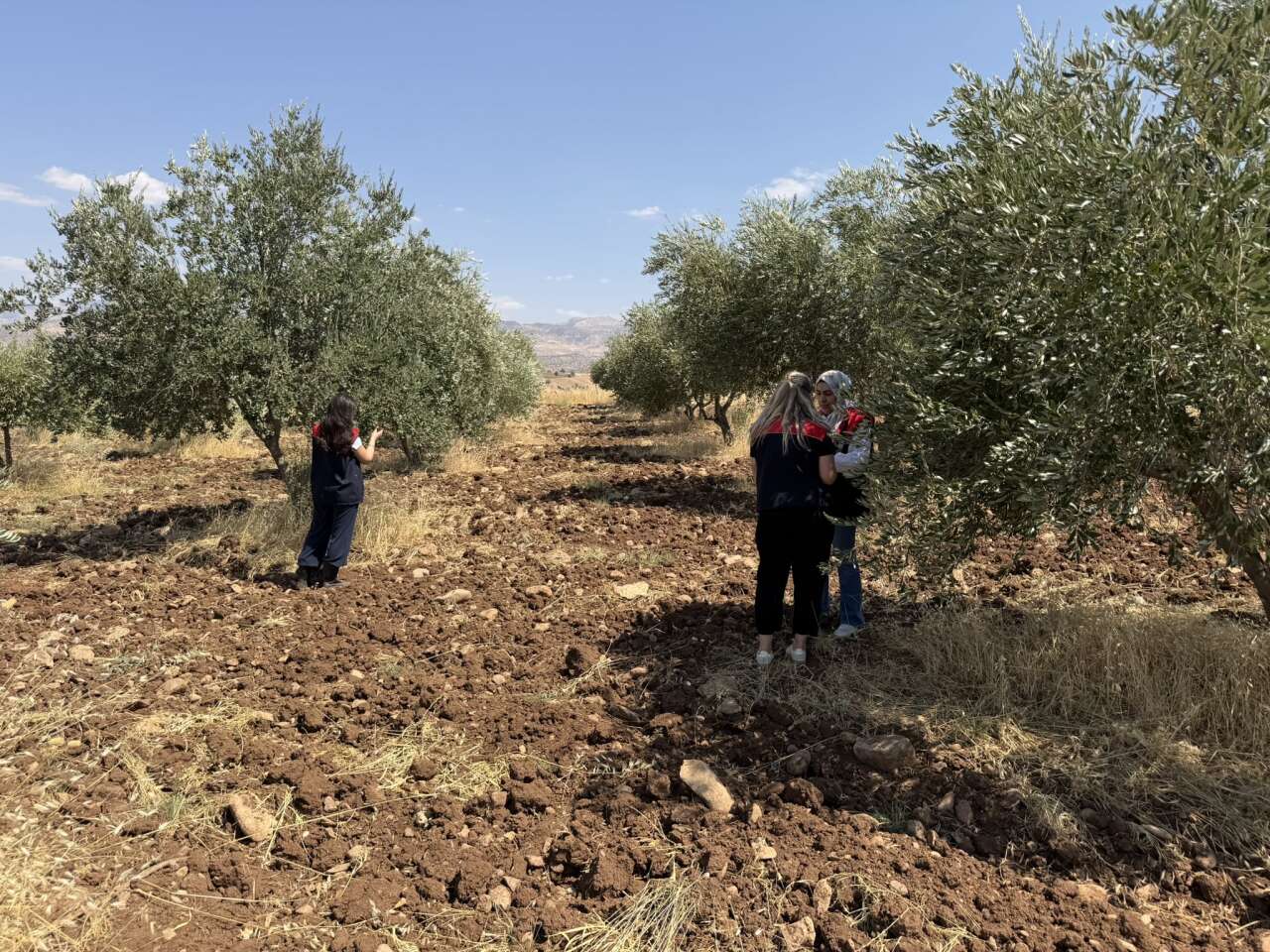 sirnakta-zeytin-bereketine-sayili-gunler-sahada-dev-rekolte-mesaisi