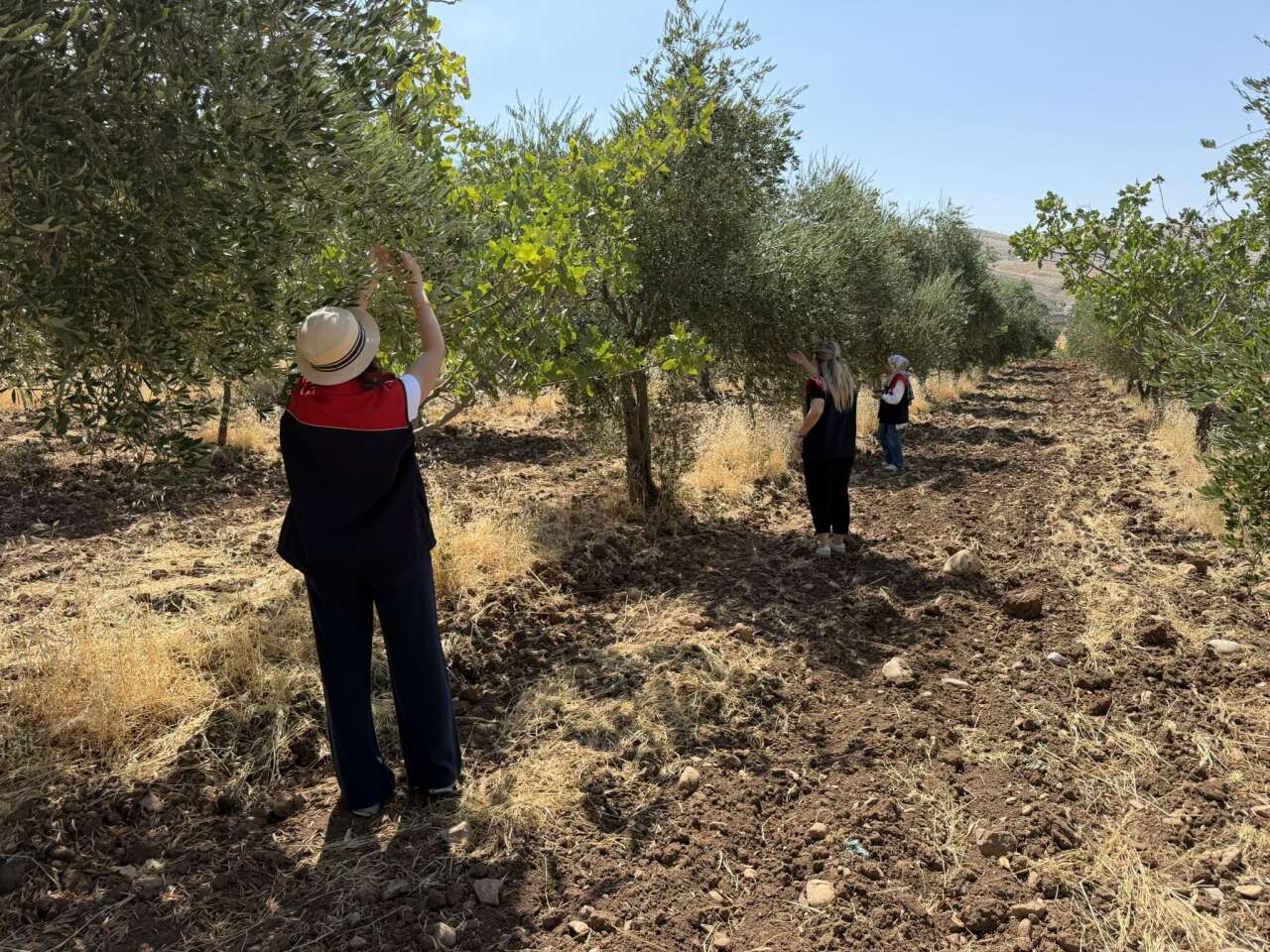 sirnakta-zeytin-bereketine-sayili-gunler-sahada-dev-rekolte-mesaisi