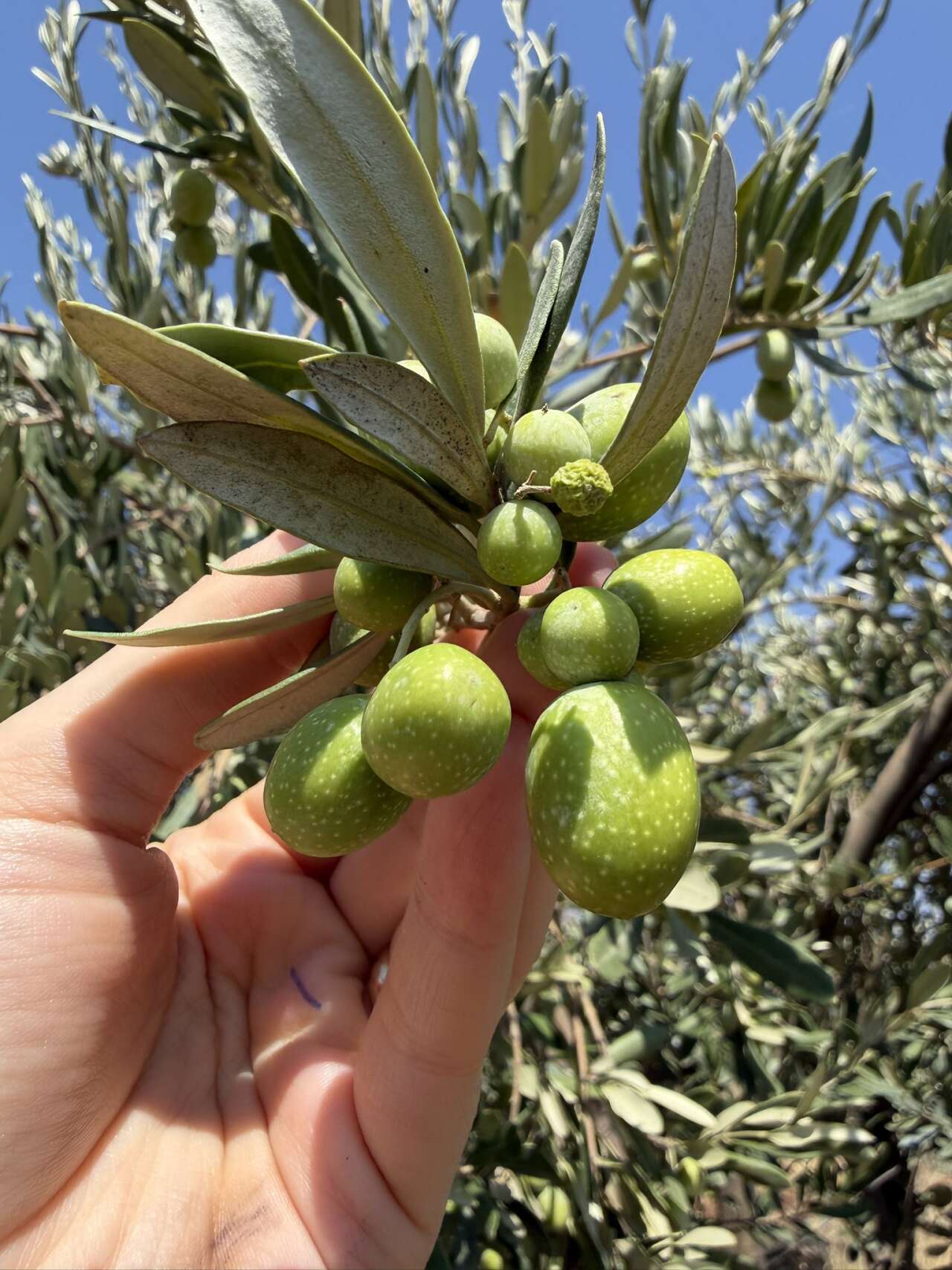 sirnakta-zeytin-bereketine-sayili-gunler-sahada-dev-rekolte-mesaisi