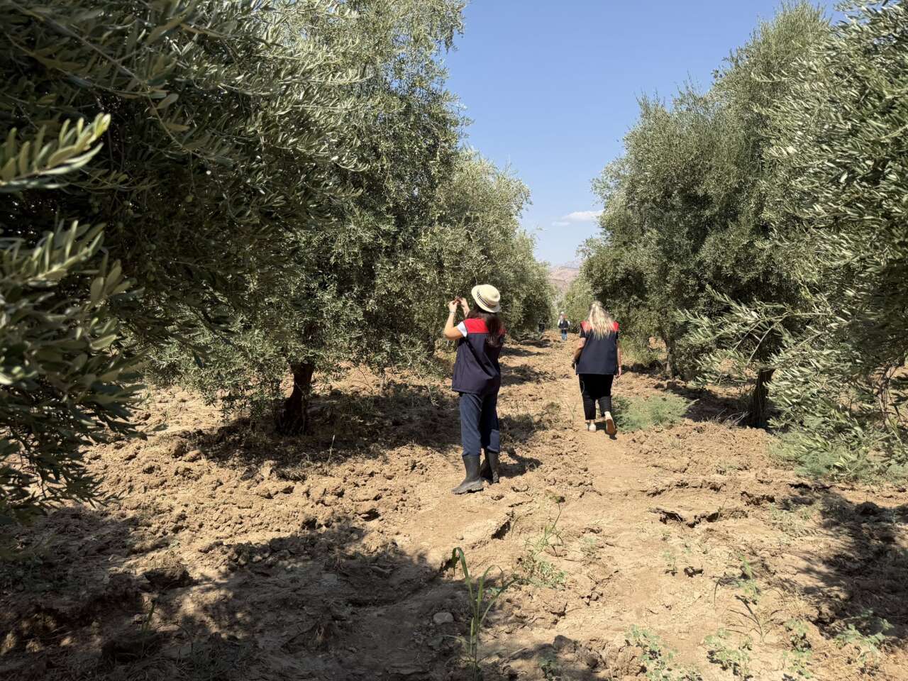 sirnakta-zeytin-bereketine-sayili-gunler-sahada-dev-rekolte-mesaisi