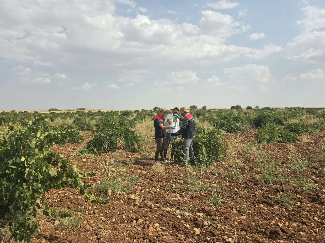 tarim-tarim-ve-uretim-sirnak-tarim-ciftci-bitki-sagligi