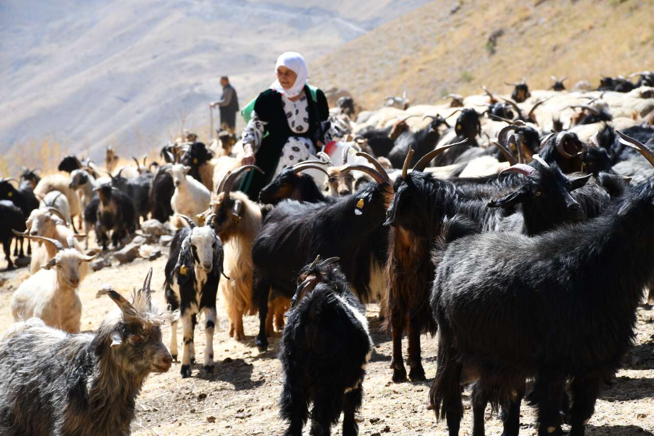sirnakin-zirvesinde-altin-fiyatina-tereyagi-kilosu-5-bin-ile-10-bin-lira-arasinda-satiliyor