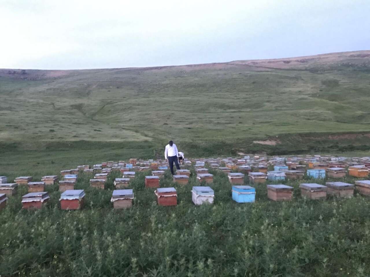 sirnakin-zirvesinde-tatli-mesai-unlu-farasin-balinda-hasat-zamani