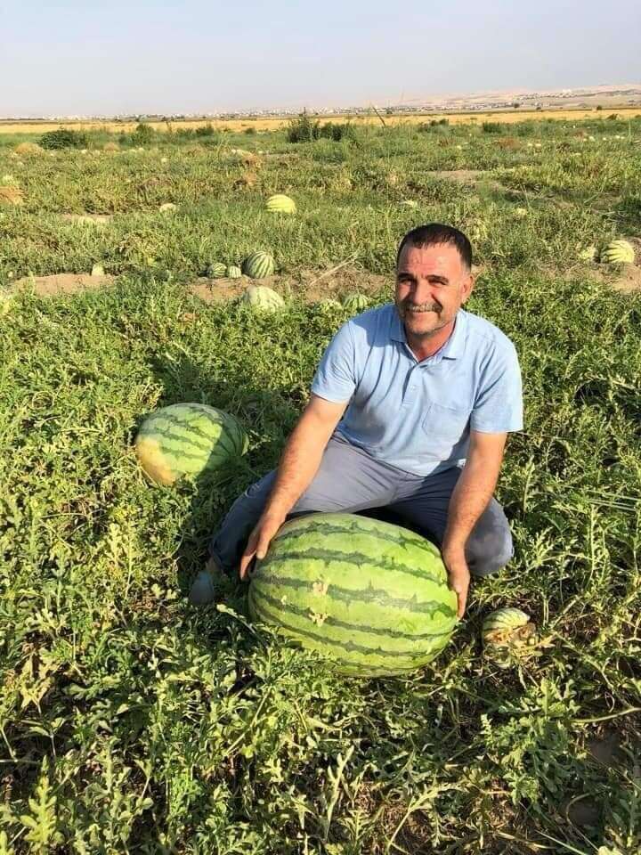 diyarbakirda-50-kiloluk-devler-kilit-altina-alindi-festival-oncesi-rekor-sayi