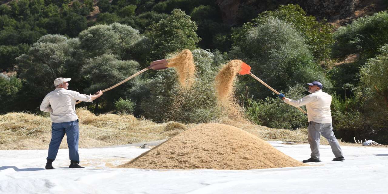 bitlisin-celtikli-koyunde-yuzyillardir-dededen-kalma-yontemlerle-uretilen-meshur-seyhciman-pirincinin-zorlu-ve-geleneksel-hasat-mesaisi-basladi
