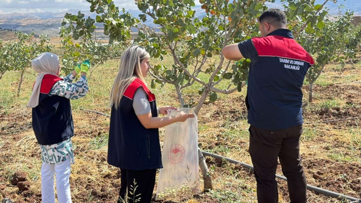 sirnakta-antep-fistiginda-rekolte-calismasi-tamamlandi