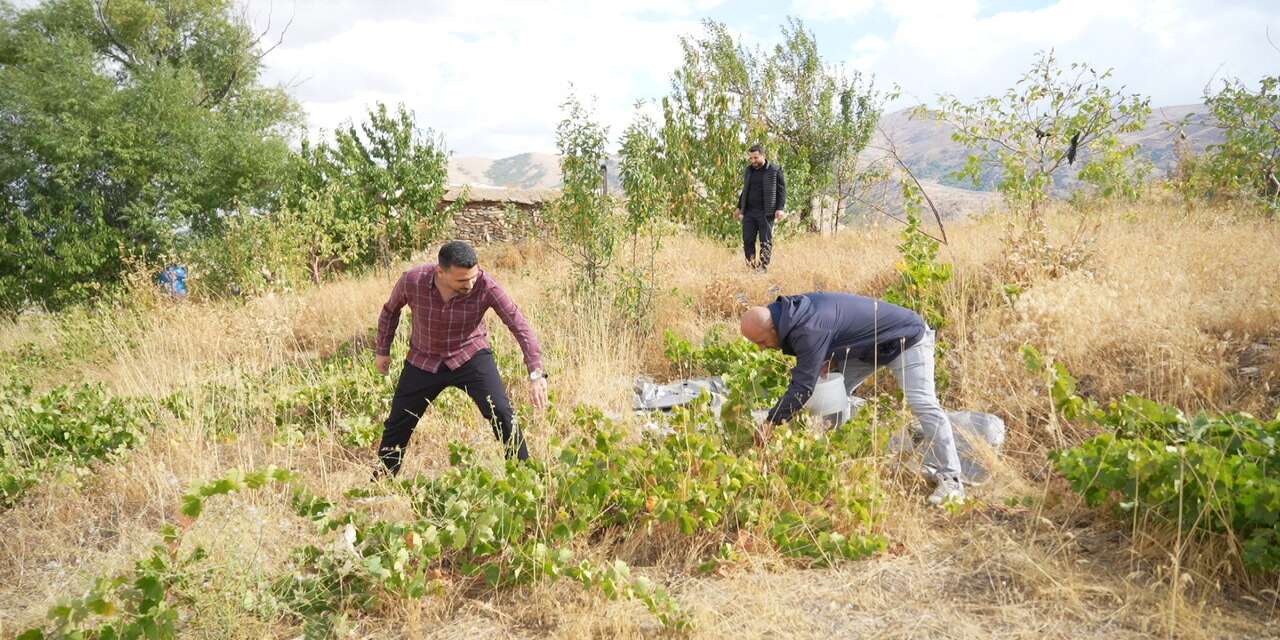 binlerce-yillik-tarih-yok-olma-tehlikesiyle-karsi-karsiya-mus-uzumu-destek-bekliyor