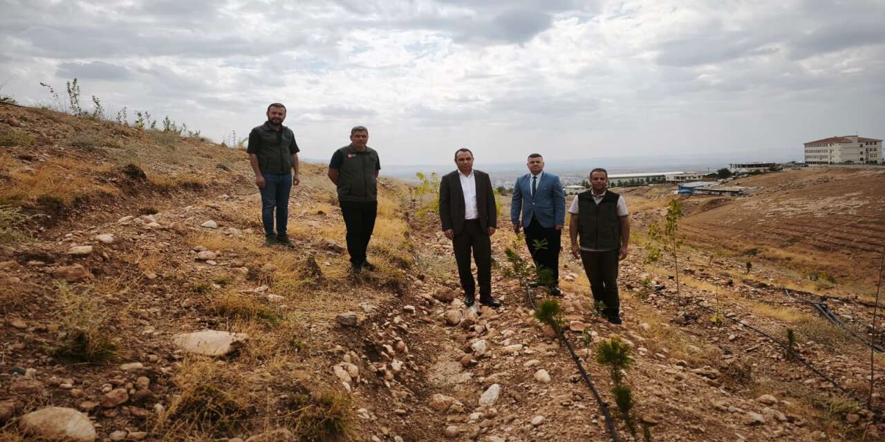 silopinin-nasra-tepesi-yesile-burundu-12-bin-fidan-toprakla-bulustu
