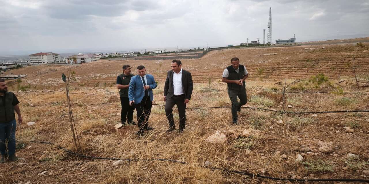silopinin-nasra-tepesi-yesile-burundu-12-bin-fidan-toprakla-bulustu