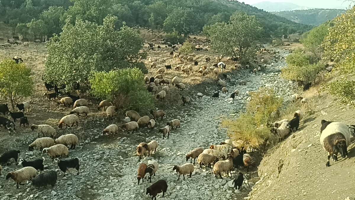 sirnakin-yuksek-rakimli-yaylalarinda-6-aylik-sezonu-tamamlayan-gocerlerin-idildeki-kislaklarina-yonelik-donus-hazirliklarindan-bir-kare