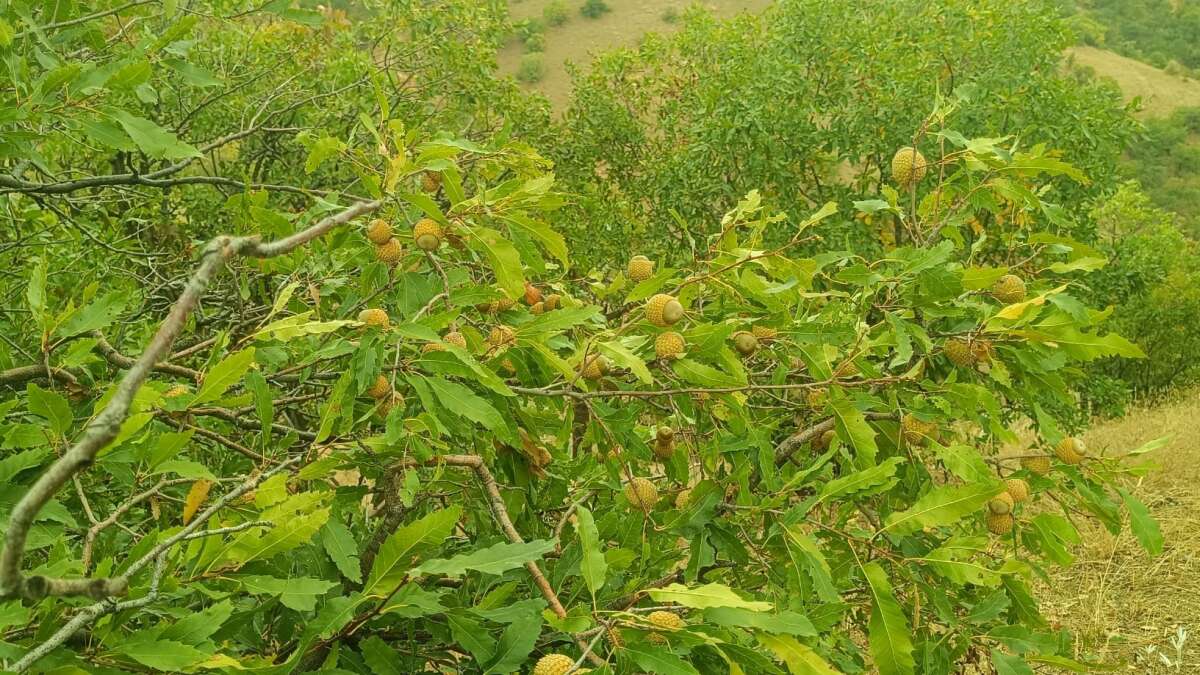 sirnakin-daglik-ve-ormanlik-bolgelerinde-sonbaharla-birlikte-mese-agaclarindan-dokulen-ve-vatandaslarca-toplanan-palamutlar