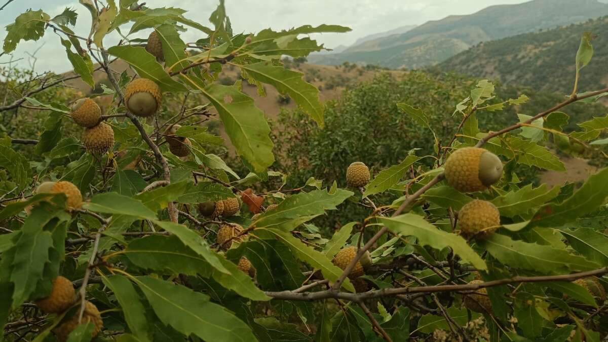 sirnakin-daglik-ve-ormanlik-bolgelerinde-sonbaharla-birlikte-mese-agaclarindan-dokulen-ve-vatandaslarca-toplanan-palamutlar